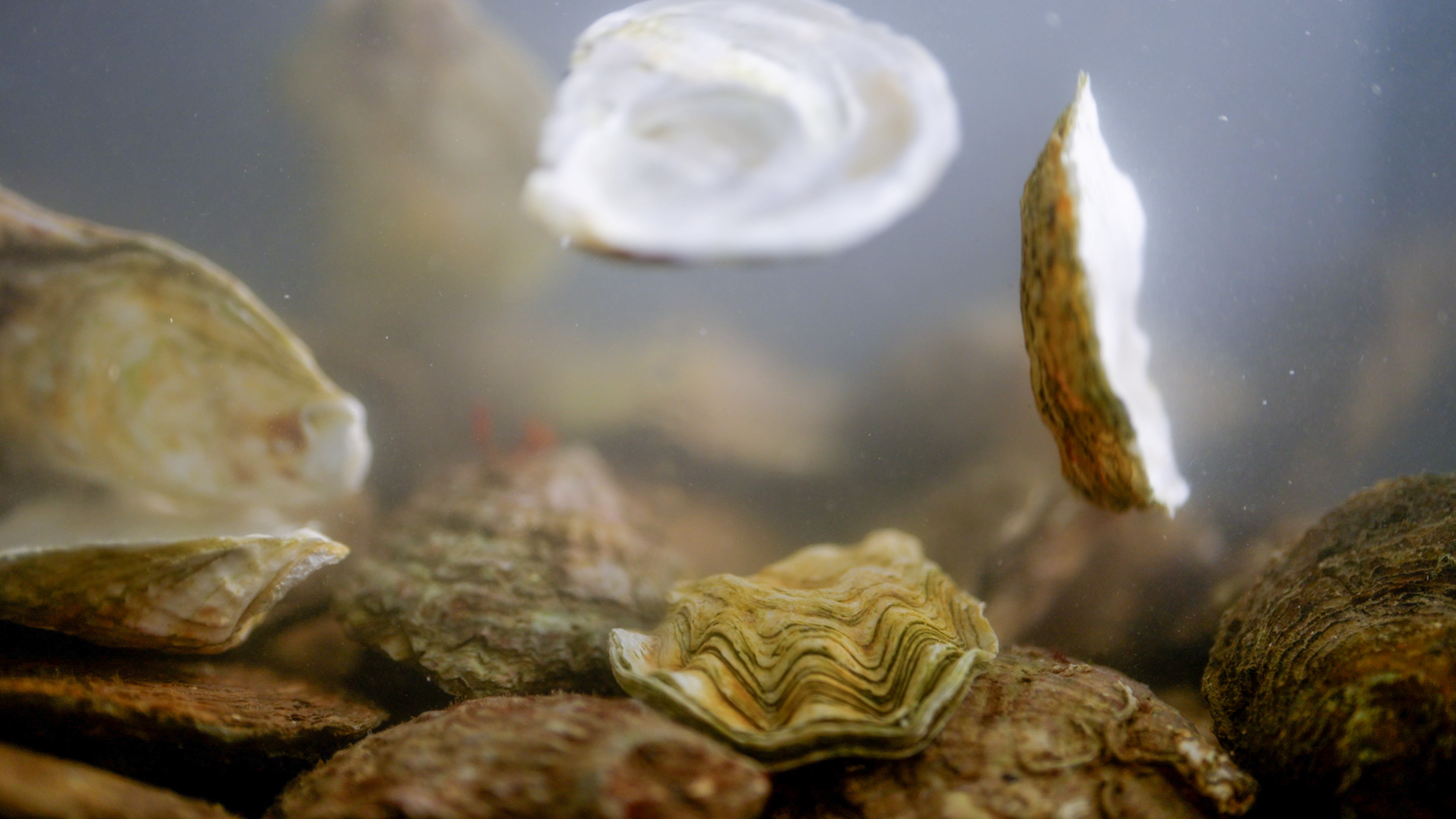 2025, Lincolnshire Wildlife Trust, Marine Internships, Pacific Oyster Monitoring: Developing Surveys